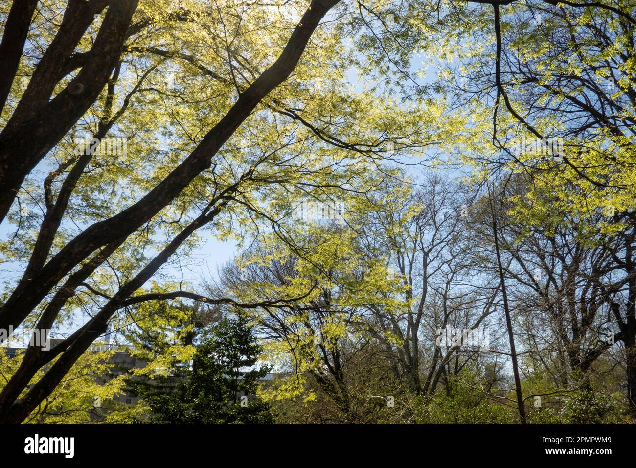Central Park è bellissimo in primavera e popolare tra turisti e residenti, New York City, USA 2023 Foto Stock