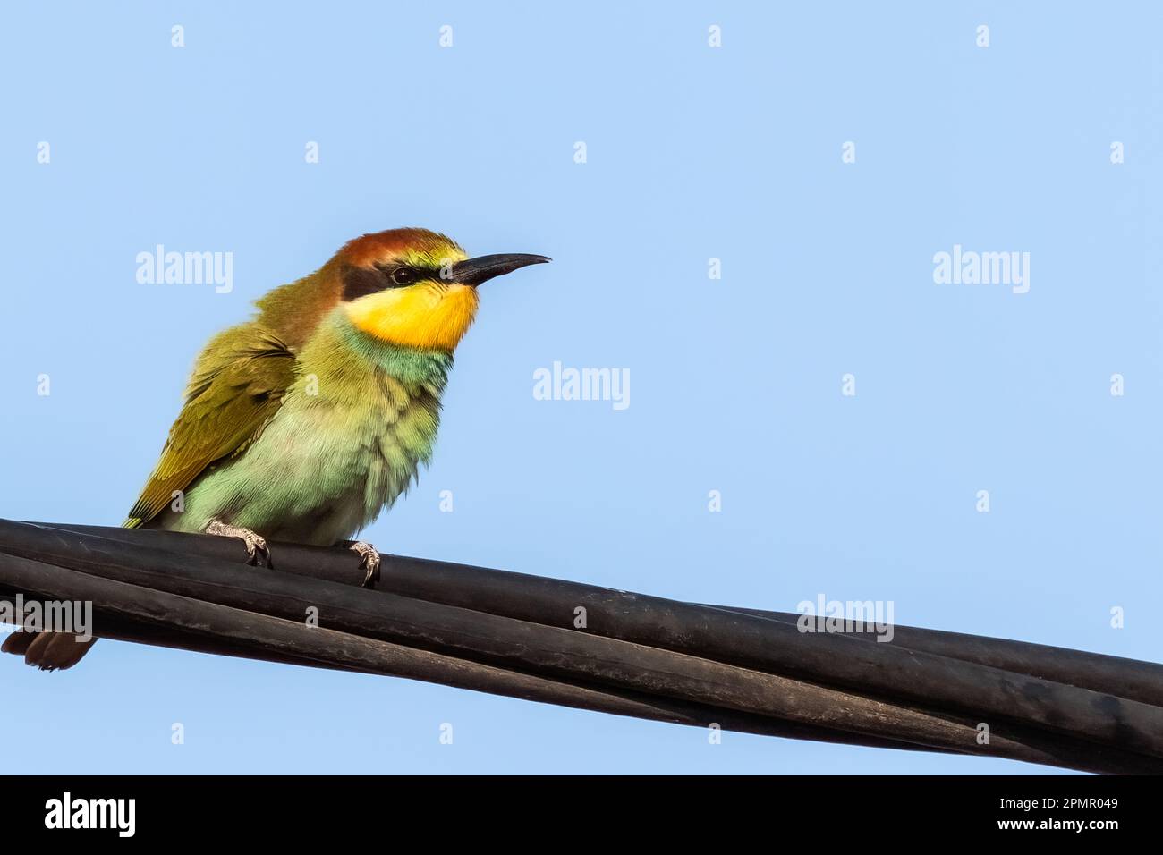 Ape-eater europeo o Apiaster Merops colorato piccolo uccello caccia api, ciello primavera Foto Stock