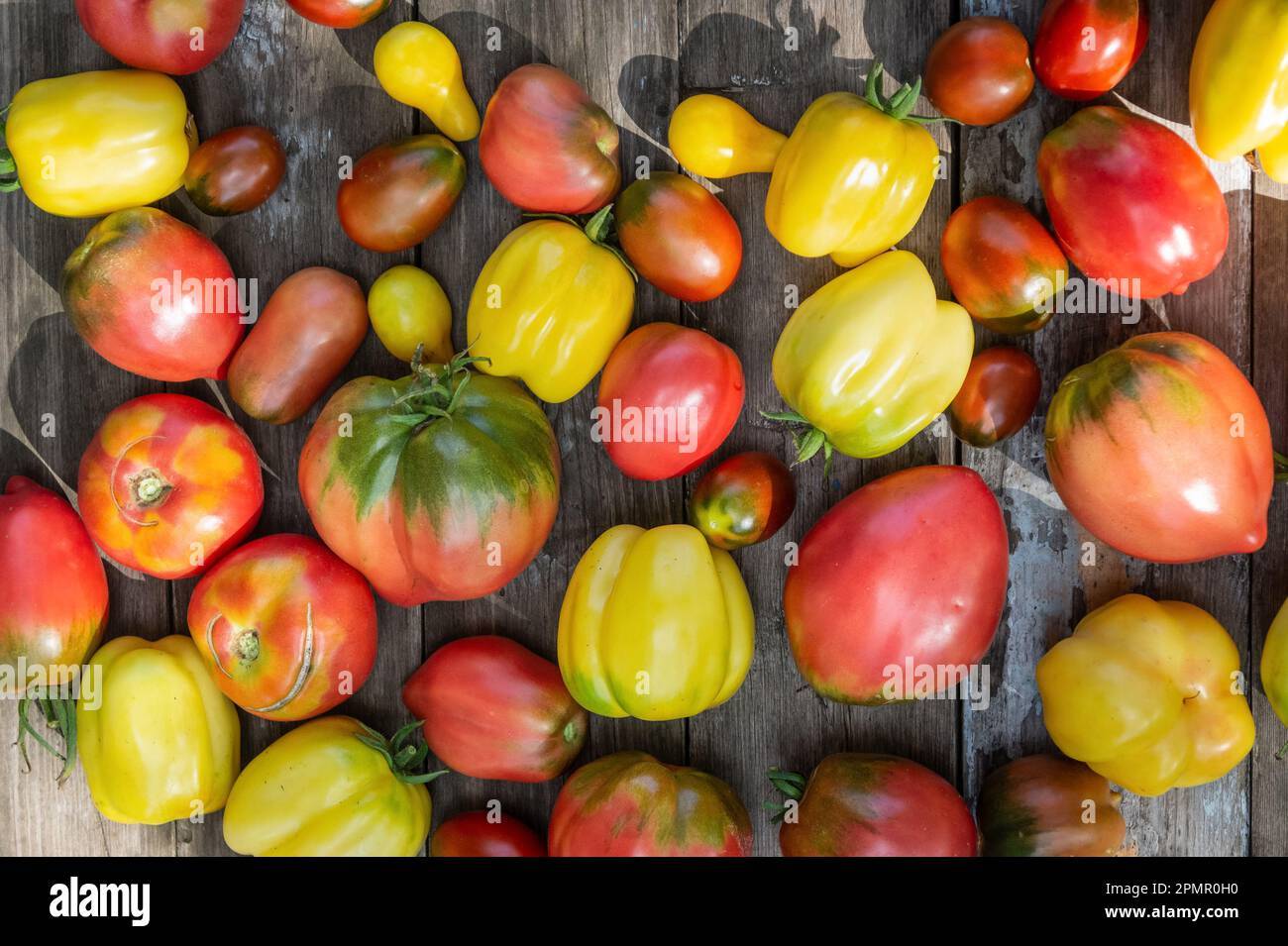 Un set di diverse varietà di pomodori disposti su un tavolo di legno. Vista dall'alto. Foto Stock