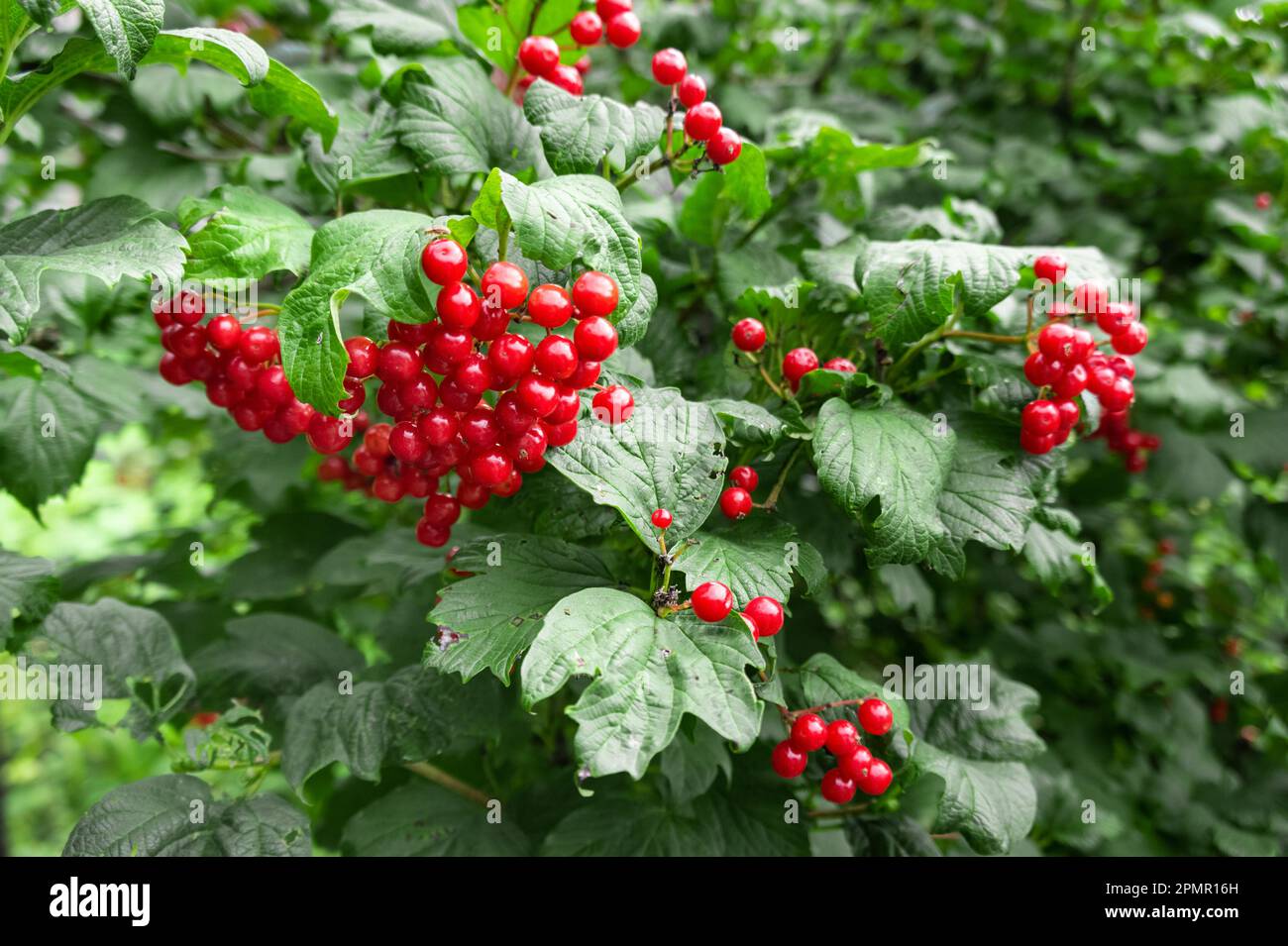 Bacche rosse di viburnum o guelder si sono alzate su un ramo. Foto Stock