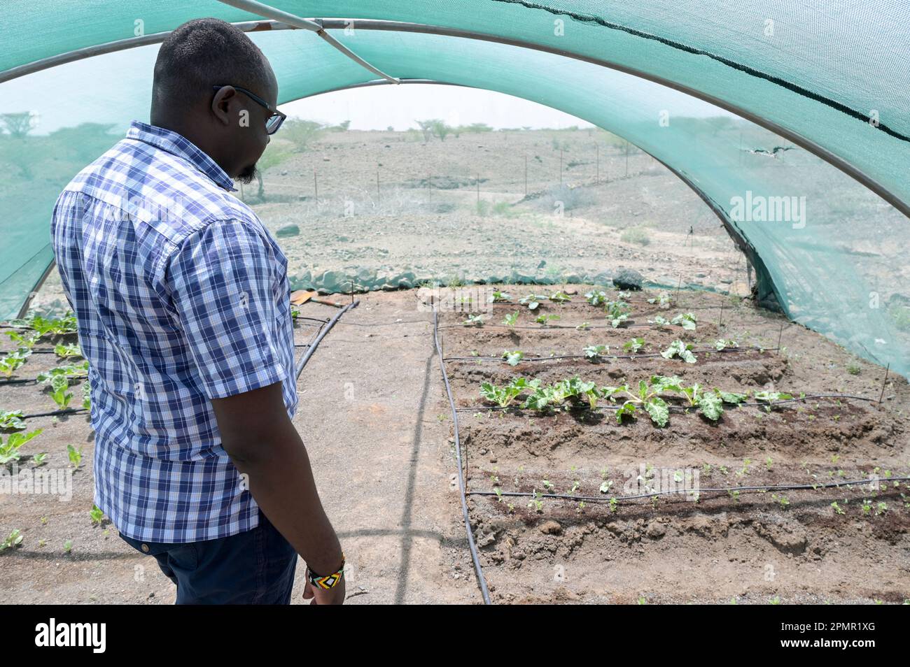 KENYA, Turkana, villaggio Nariokotome, adattamento dei cambiamenti climatici, siccità, dal pastore al contadino, la gente inizia l'agricoltura con irrigazione a goccia / KENIA, Turkana, Dorf Nariokotome, Dürre, Anpassung an den Klimawandel, vom Viehirten zum Ackerbauern, Landwirtschaft mit Tröpfchenbewässerung Foto Stock