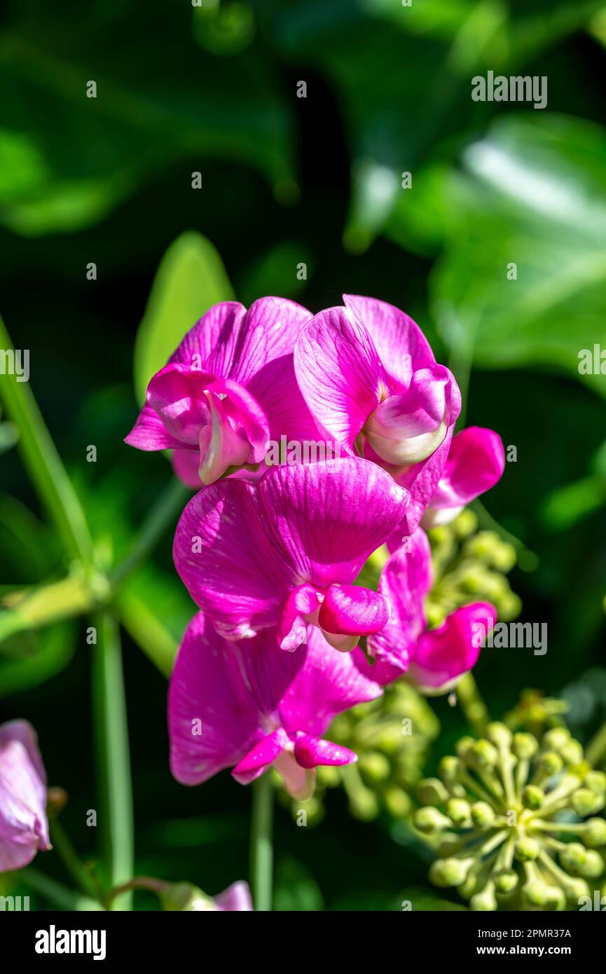 Macro shot di un vetch rosa brillante (vicia) alla luce del sole. Foto Stock