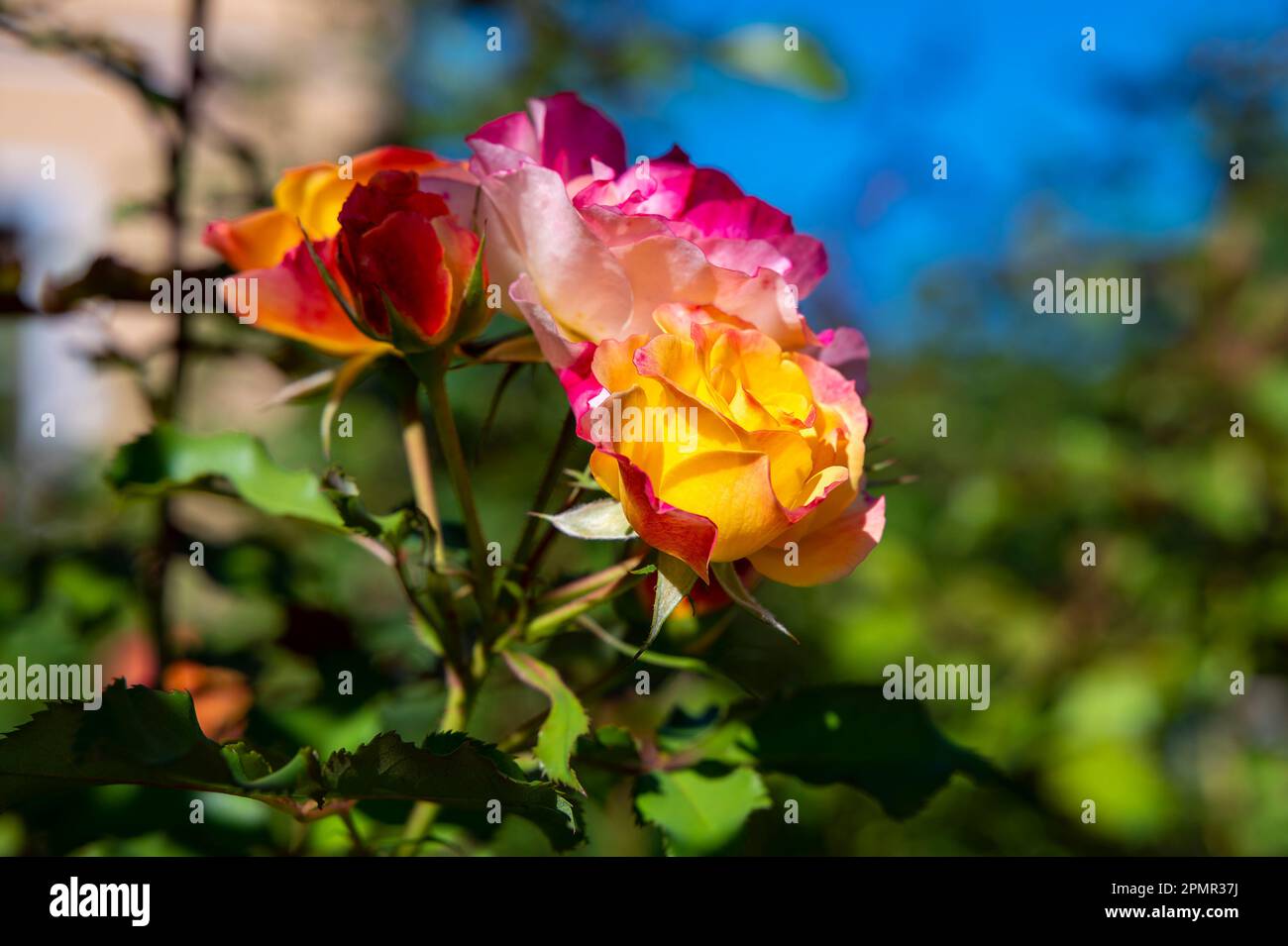 Macrofone di rosa e rosa gialla (rosaceae) alla luce del sole. Foto Stock