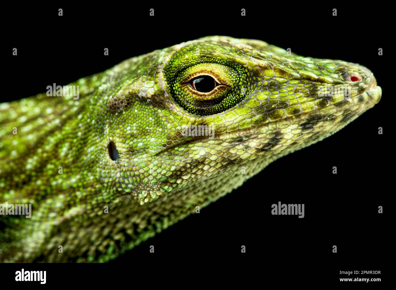 Anole verde neotropica (Norops biporcatus) Foto Stock