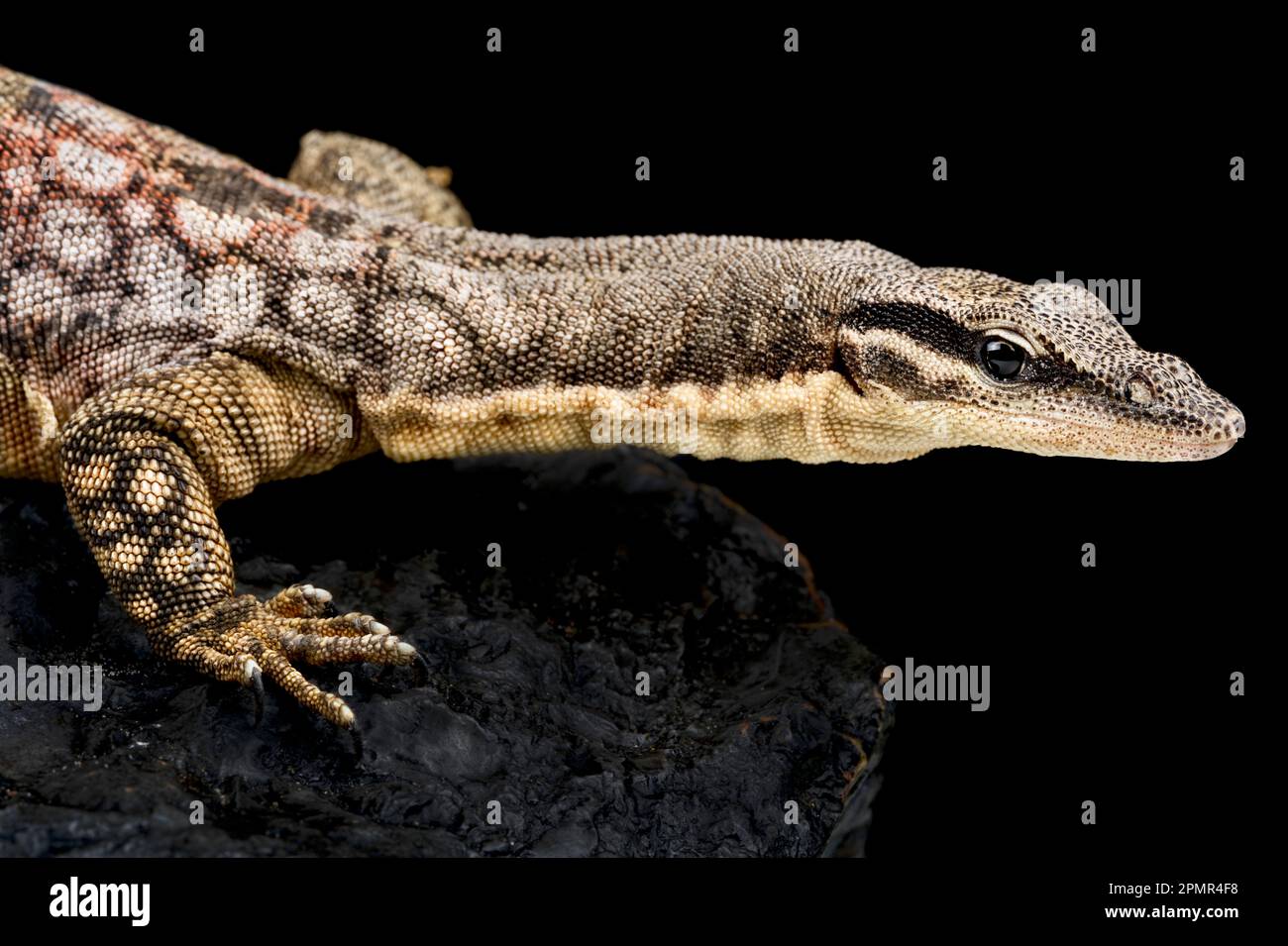 Monitor da roccia Kimberley (Varanus glauerti) Foto Stock