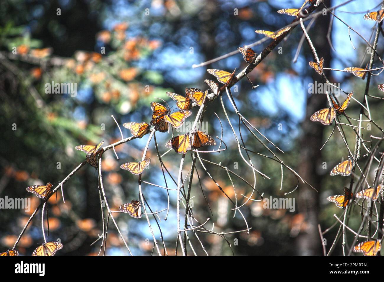 Farfalla monarca Foto Stock