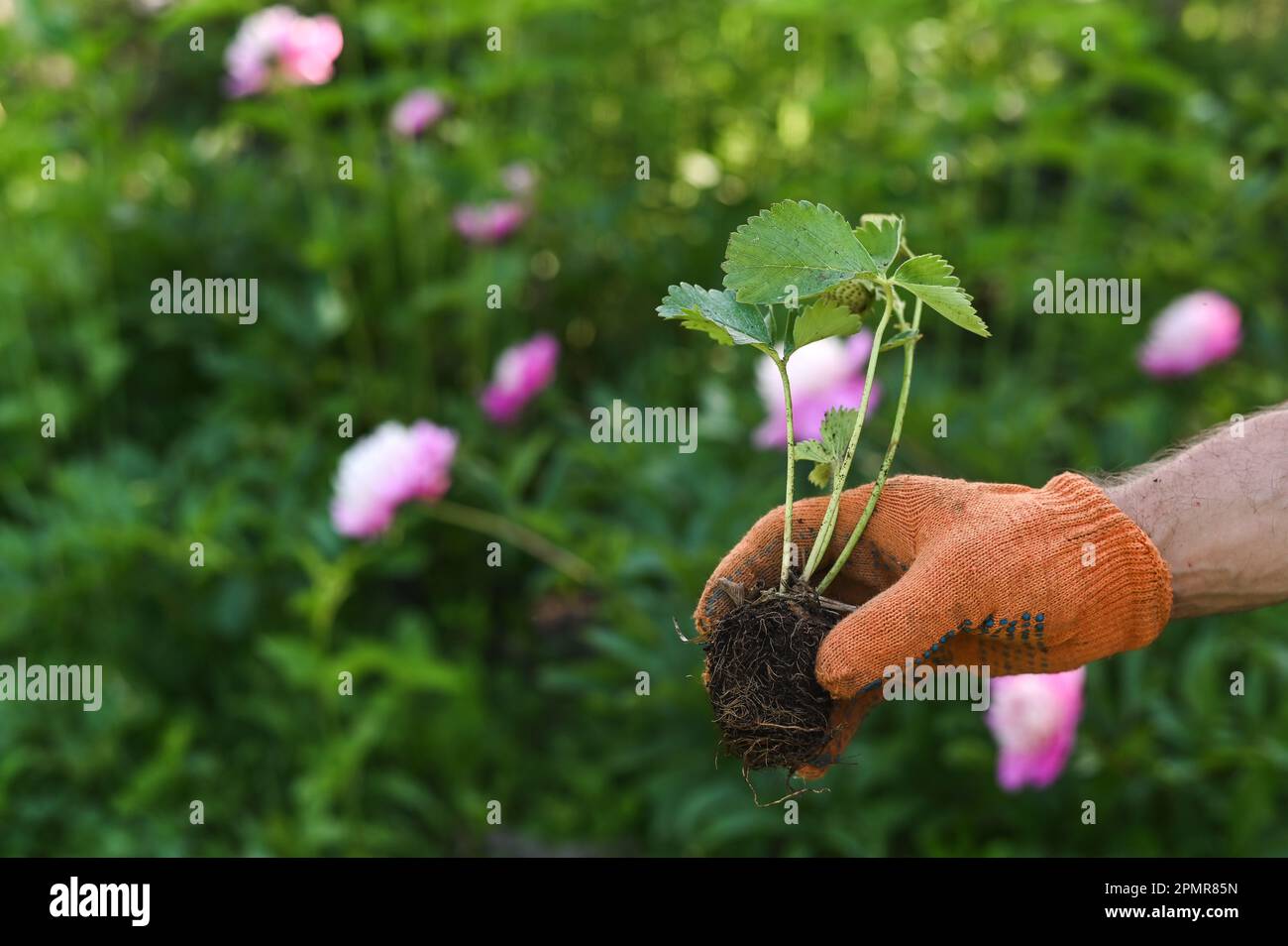 piantine di fragole verdi giovani con radici nelle mani di un giardiniere. il concetto di lavori di giardinaggio Foto Stock