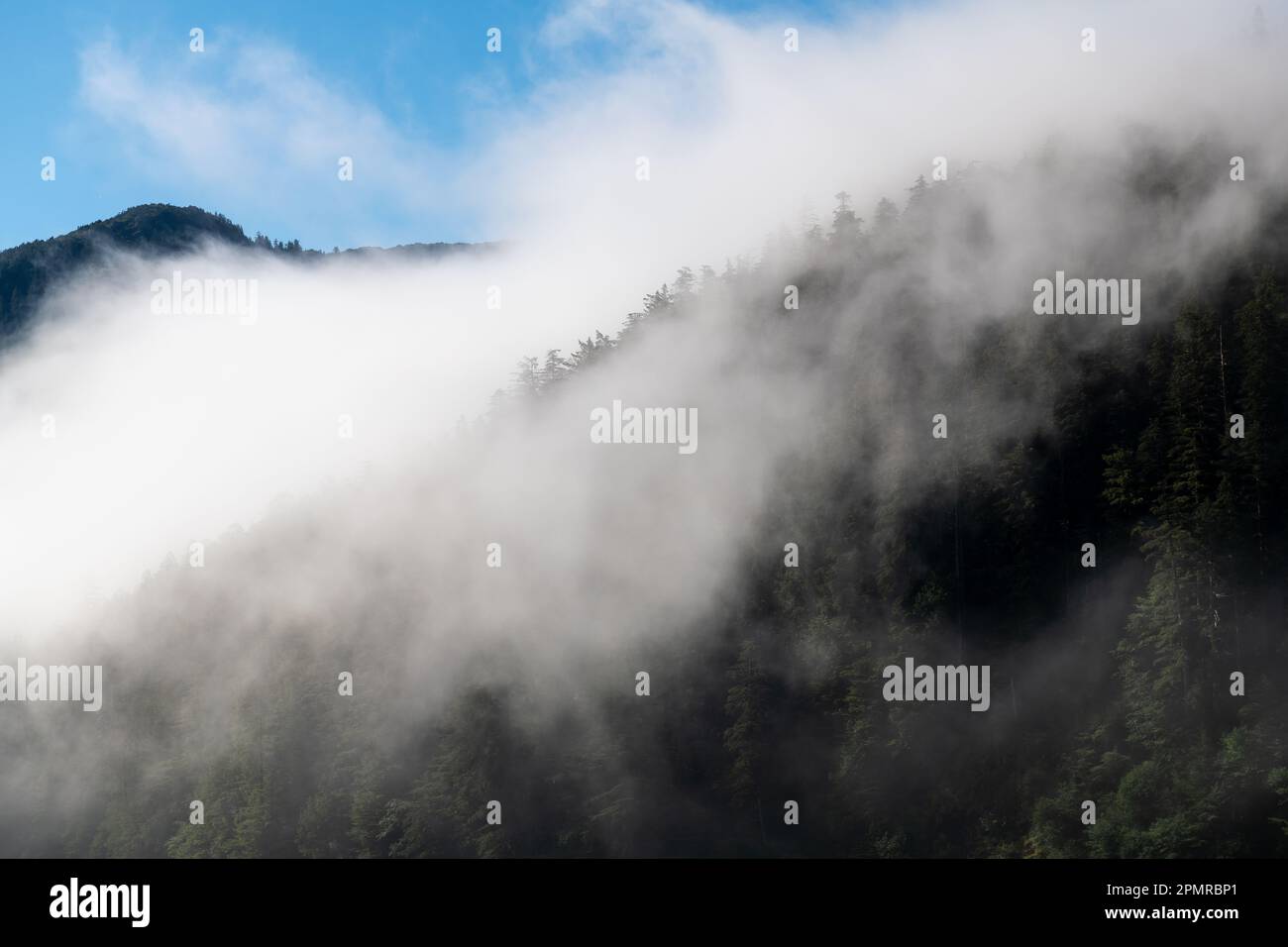 Foresta di pini di montagna in nebbia e nebbia, British Columbia, Canada. Foto Stock