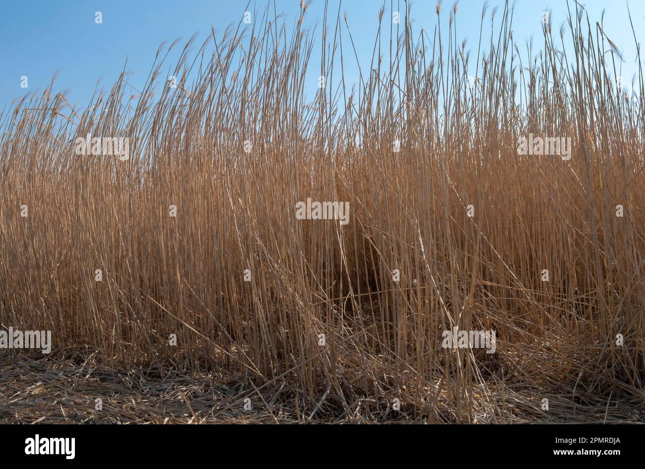 Canna cinese gigante (Miscanthus x giganteus) Foto Stock