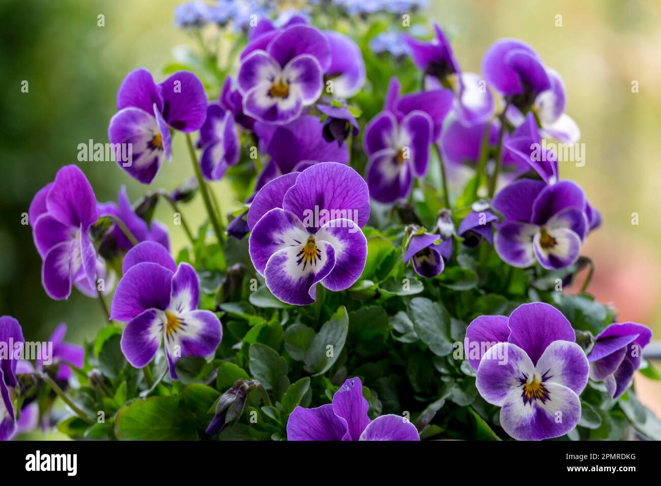 Cornuto pansy (Viola cornuta) Foto Stock