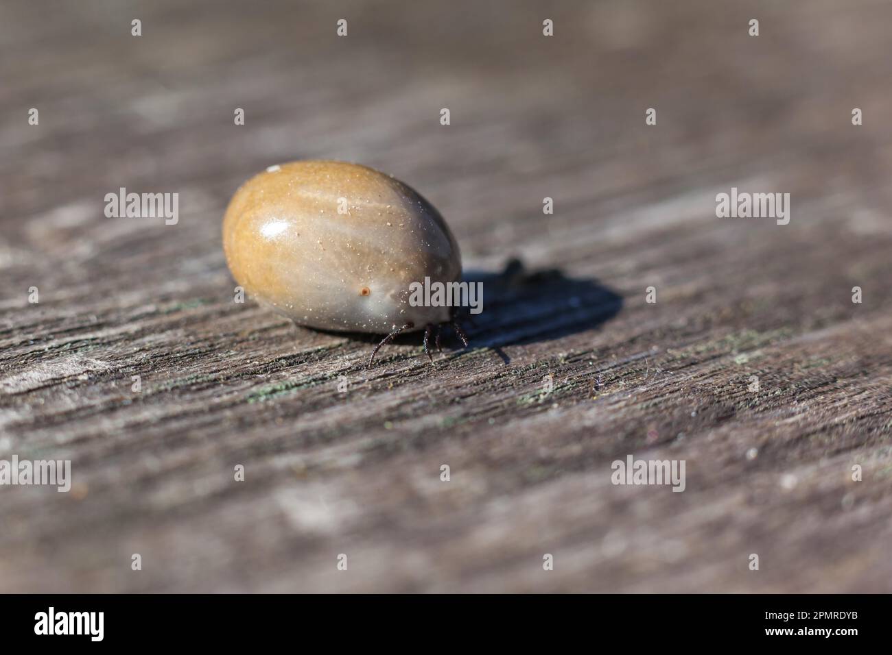 Segno di spunta Foto Stock