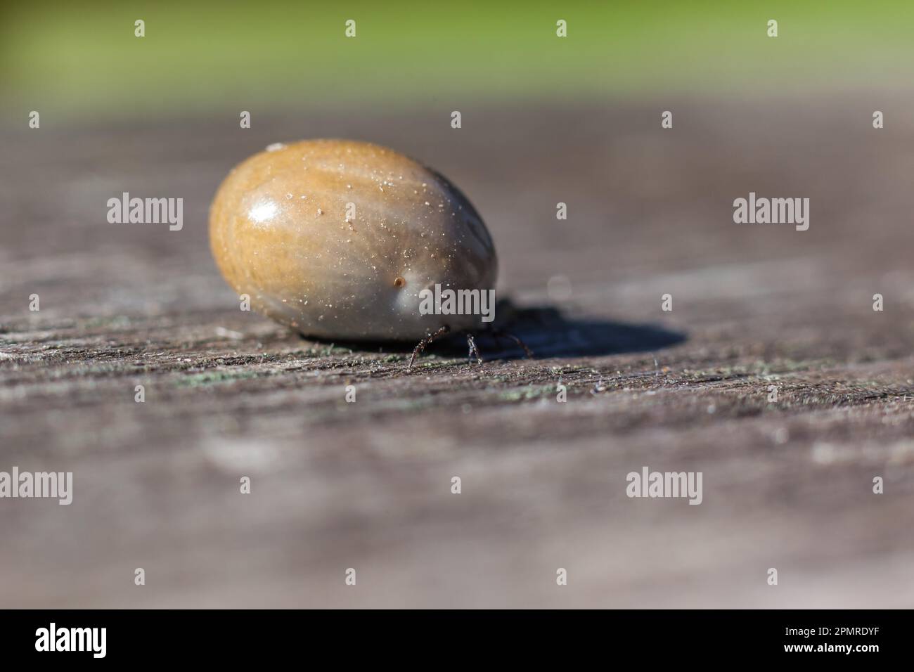 Segno di spunta Foto Stock