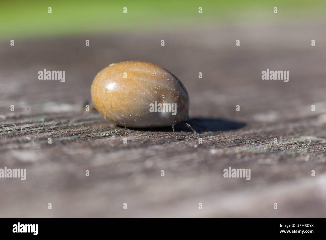 Segno di spunta Foto Stock