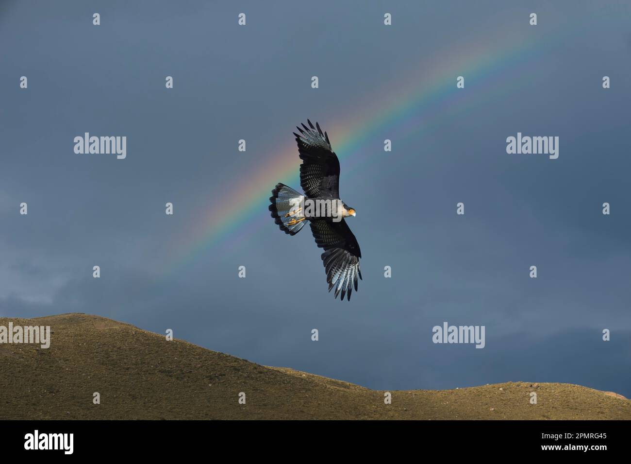 Caracara meridionale crestata (Caracara plancus) in volo di fronte ad un arcobaleno, Parco Nazionale Torres del Paine, Patagonia cilena, Cile Foto Stock