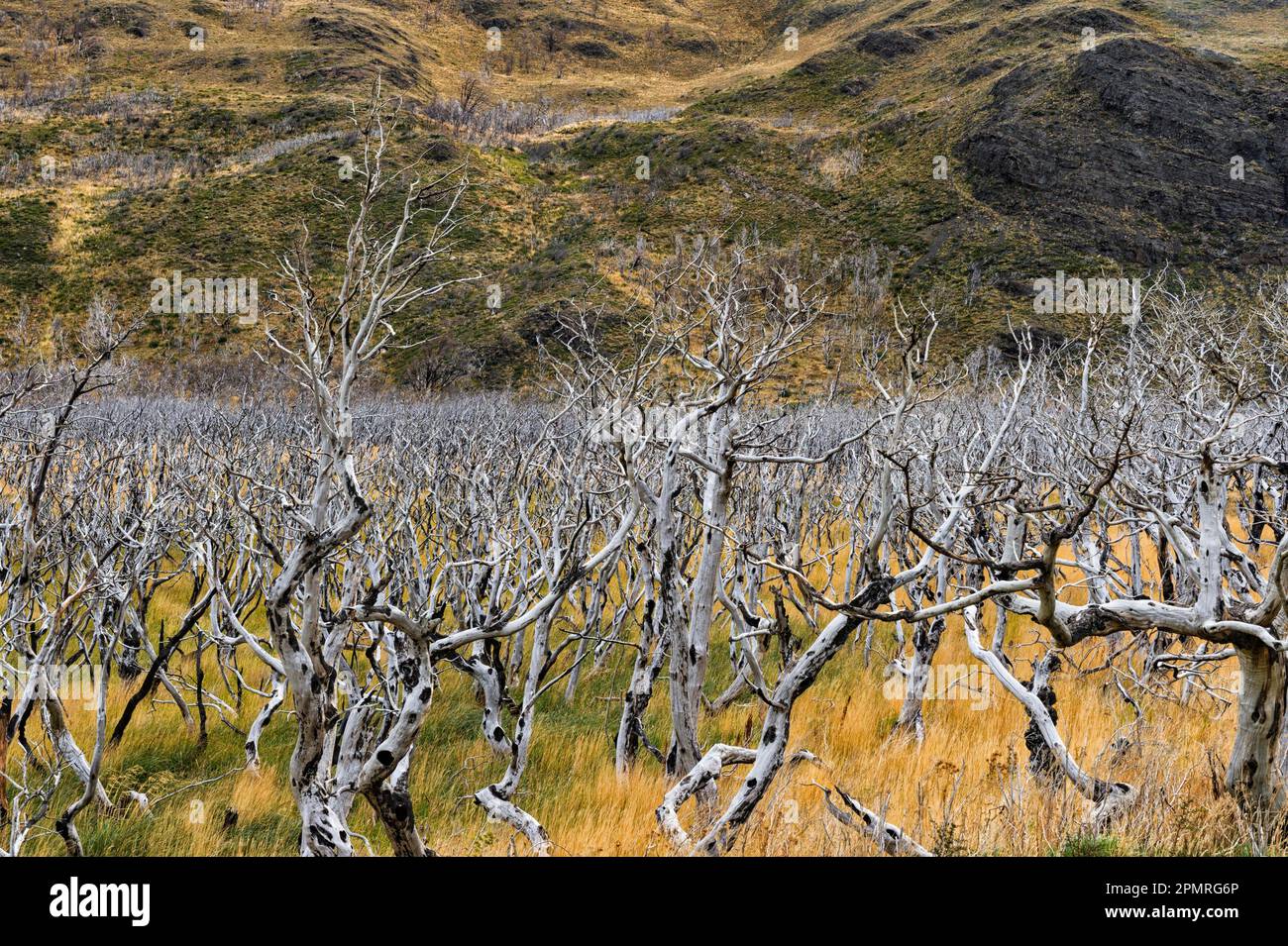 Gli alberi morti, Parco Nazionale di Torres del Paine Patagonia cilena, Cile Foto Stock