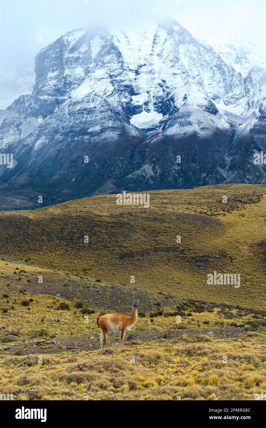 Guanaco di fronte montagne innevate, Parco Nazionale di Torres del Paine Patagonia cilena, Cile Foto Stock