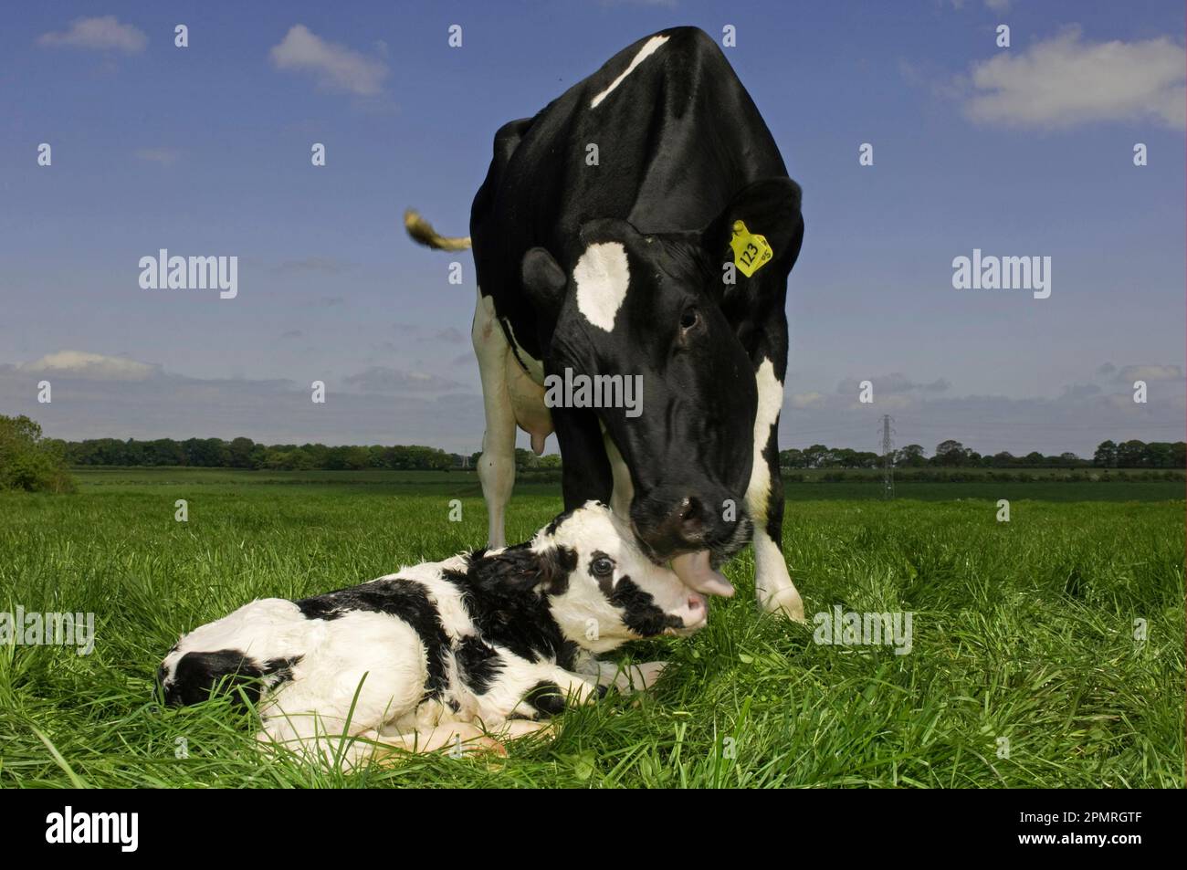 Bovini domestici, Holstein Friesian, vacca che lecca il vitello neonato, giacente in campo, Carlisle, Cumbria, Inghilterra, Gran Bretagna Foto Stock