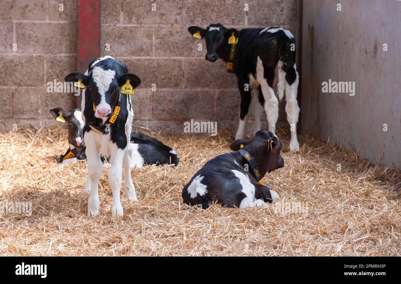 Bovini domestici, vitelli Holstein, con etichette auricolari e collari di identificazione radio, in cantiere di paglia, Cheshire, Inghilterra, Regno Unito Foto Stock