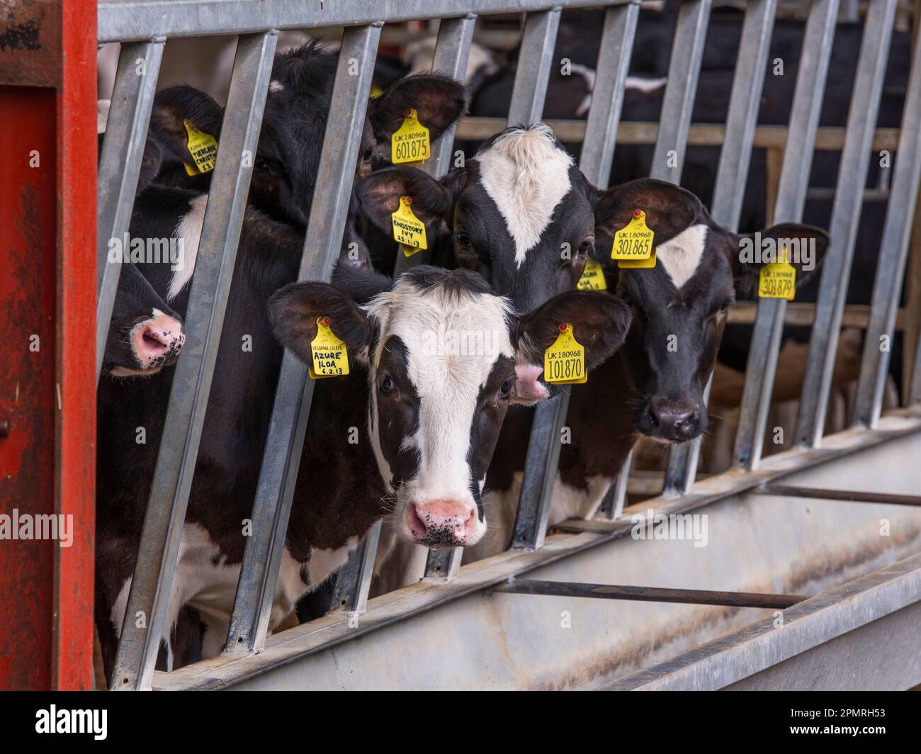 Bovini domestici, vitelli da latte Holstein, con marchio auricolare, alla barriera per mangimi, Preston, Lancashire, Inghilterra, Regno Unito Foto Stock
