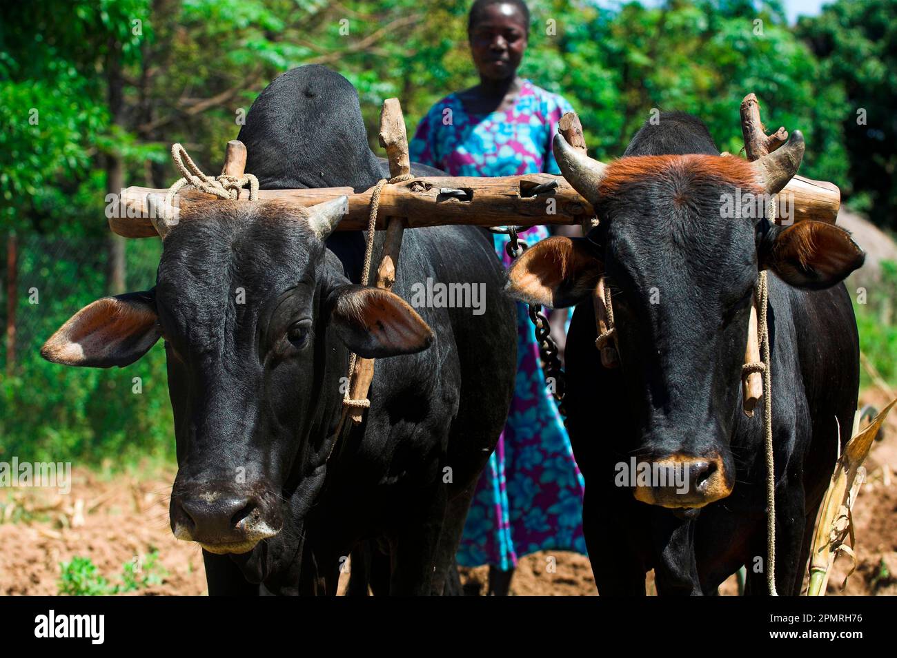 Bovini domestici, buoi nel giogo, primo piano delle teste, aratro, Mbale, Uganda Foto Stock