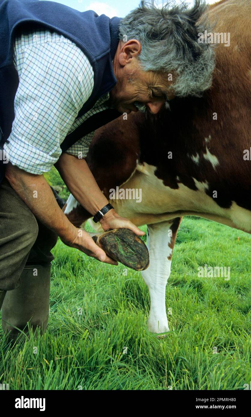 Zoccolo di mucca immagini e fotografie stock ad alta risoluzione - Alamy