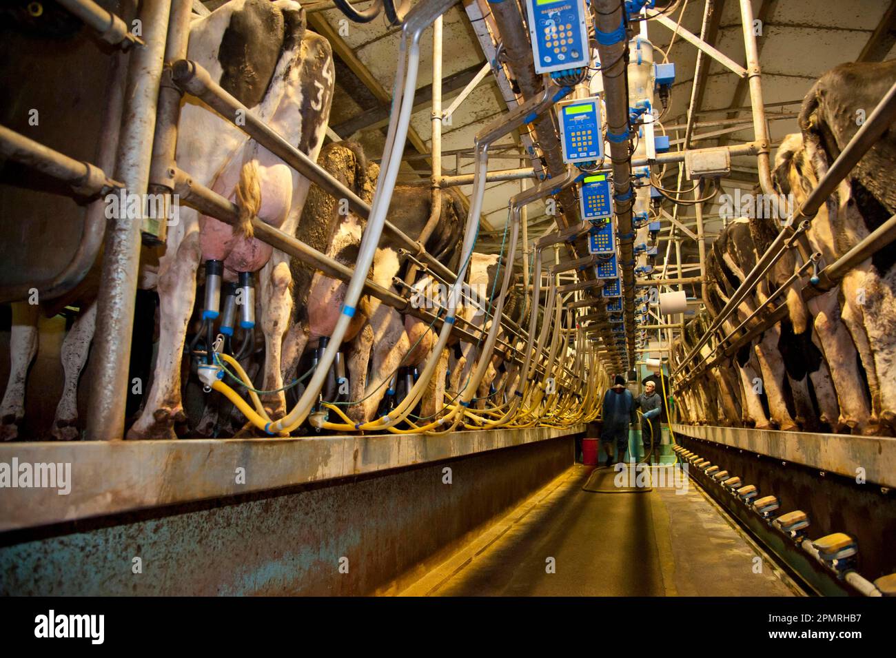 Caseificio Farming, 18:36 salone di mungitura con mucche frisone di razza Holstein, mungitura tre volte al giorno, Dumfries, Scozia, Regno Unito Foto Stock