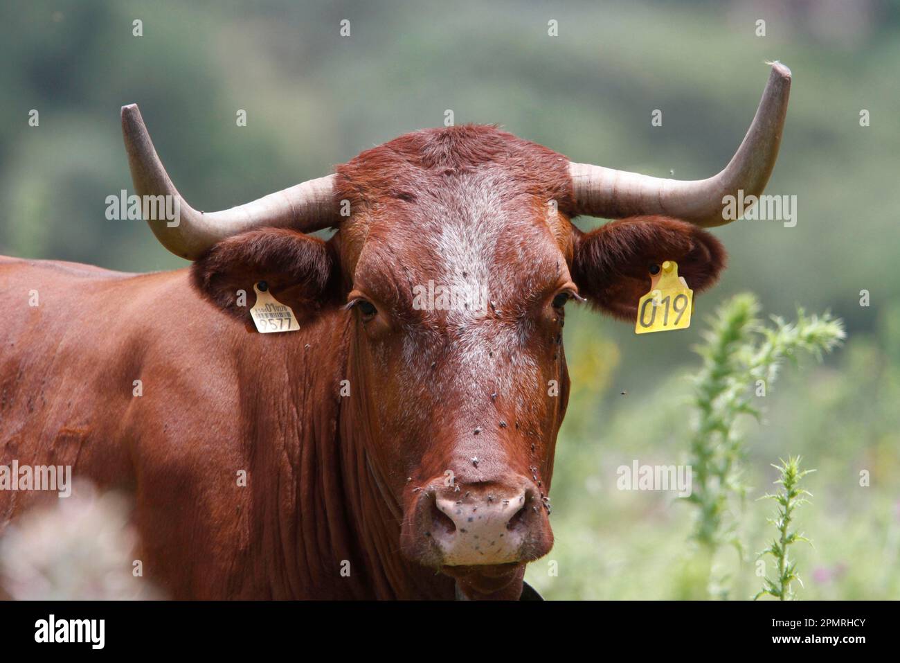 Bovini domestici, bovini andalusi della longhorn, con marchi auricolari, Spagna Foto Stock