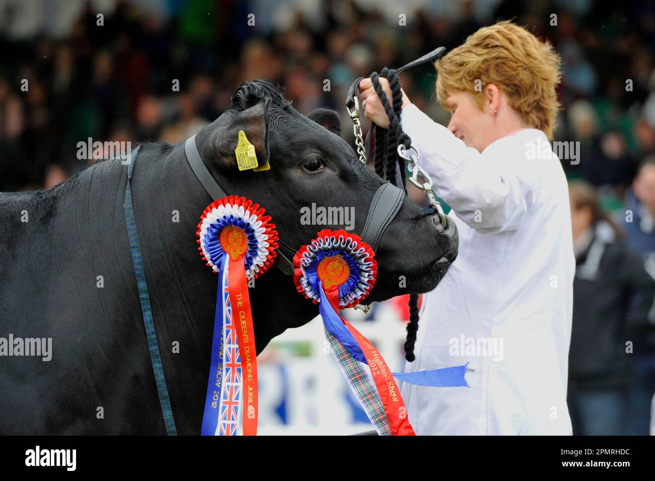 Bestiame nazionale, campione Blu britannico, primo piano con halter e rosette, Royal Highland Show, Edimburgo, Scozia, Regno Unito Foto Stock