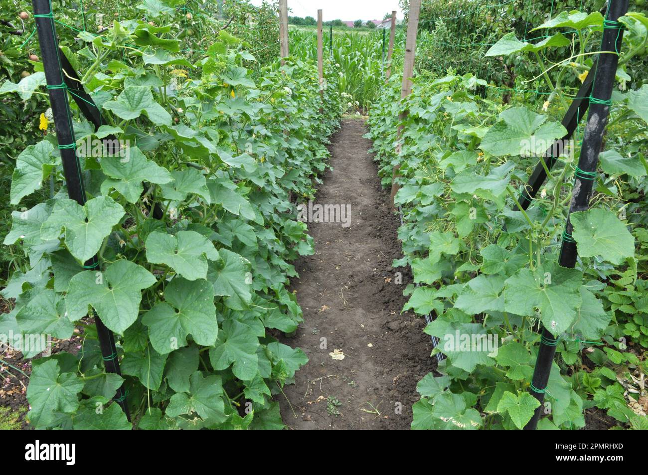 I cetrioli sono cresciuti in suolo organico aperto usando la griglia come supporto Foto Stock