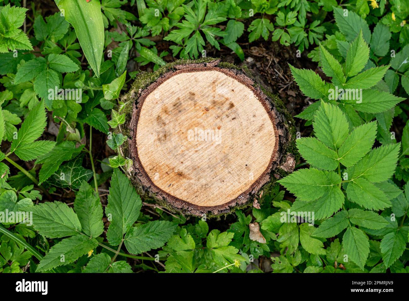 Tagliare il tronco dell'albero con tagli circolari nel mezzo della foresta verde. Presenza di vene sulla superficie. Struttura del legno. Foto Stock