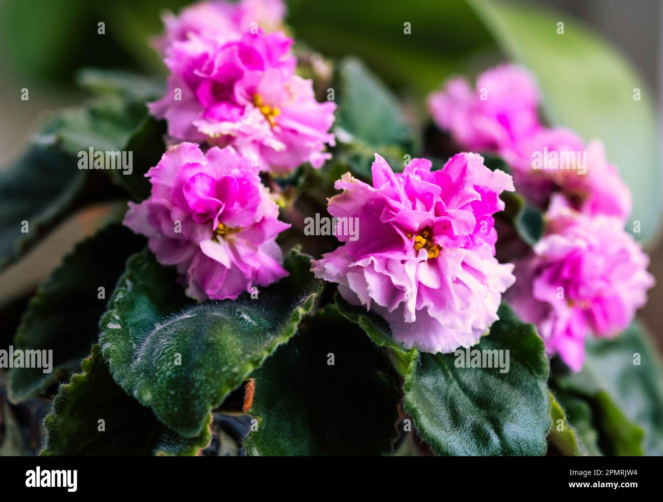 Bella viola bicolore di colore viola e bianco con petali ondulati. Viola Africano - Saintpaulia. Fiori domestici in vaso Foto Stock