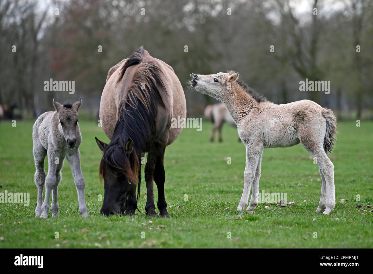 Wild Horse Duelmen, Foal, Duelmen, Renania settentrionale-Vestfalia, Germania Foto Stock