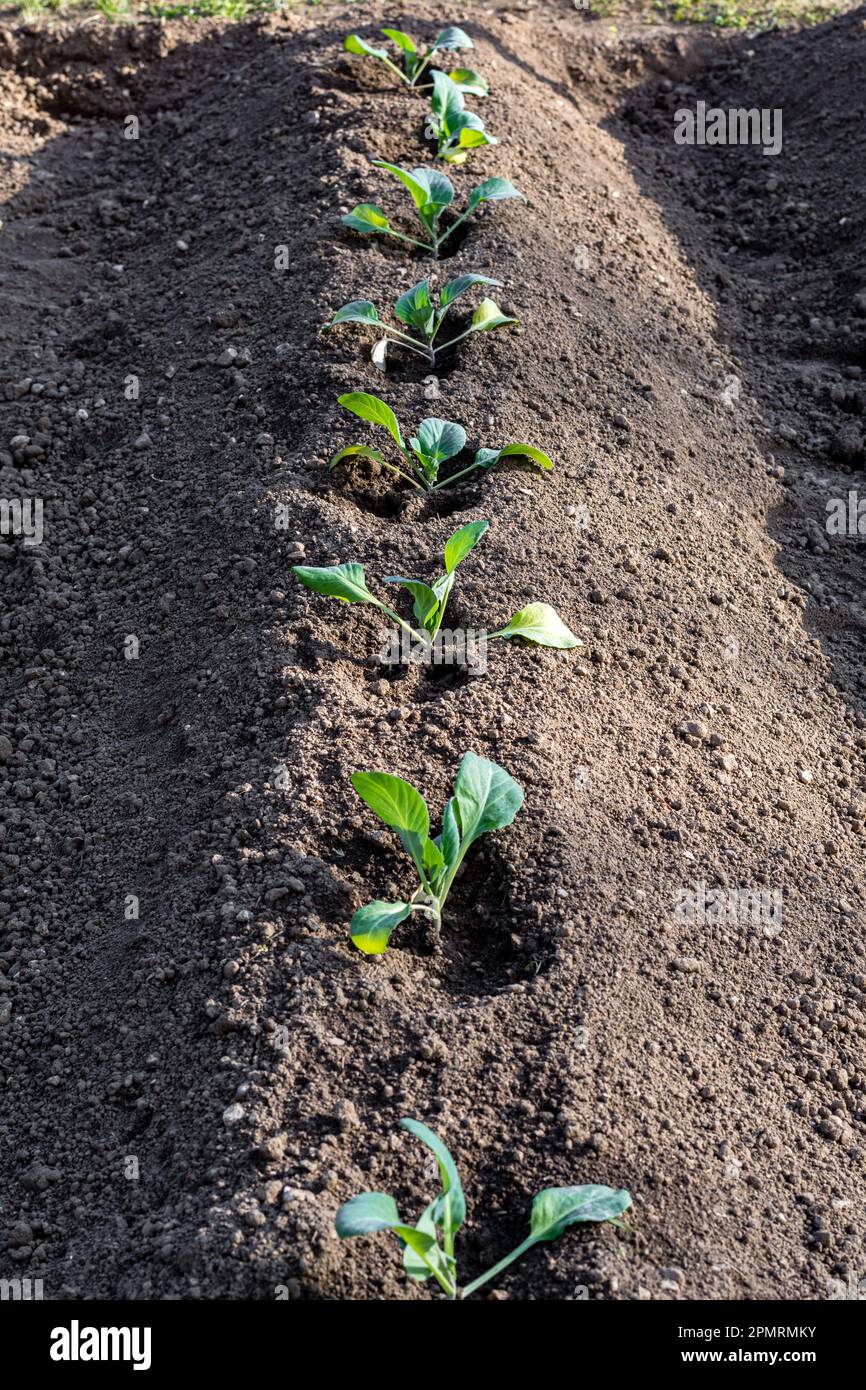 Piccole piante appena piantate nel giardino. Orto con terreno e piccole piante verdi. Foto Stock