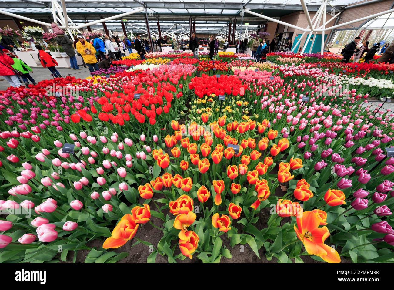 Olanda, Lisse, Keukenhof, tulipani fioriti nel padiglione Willem Alexander, Paesi Bassi Foto Stock