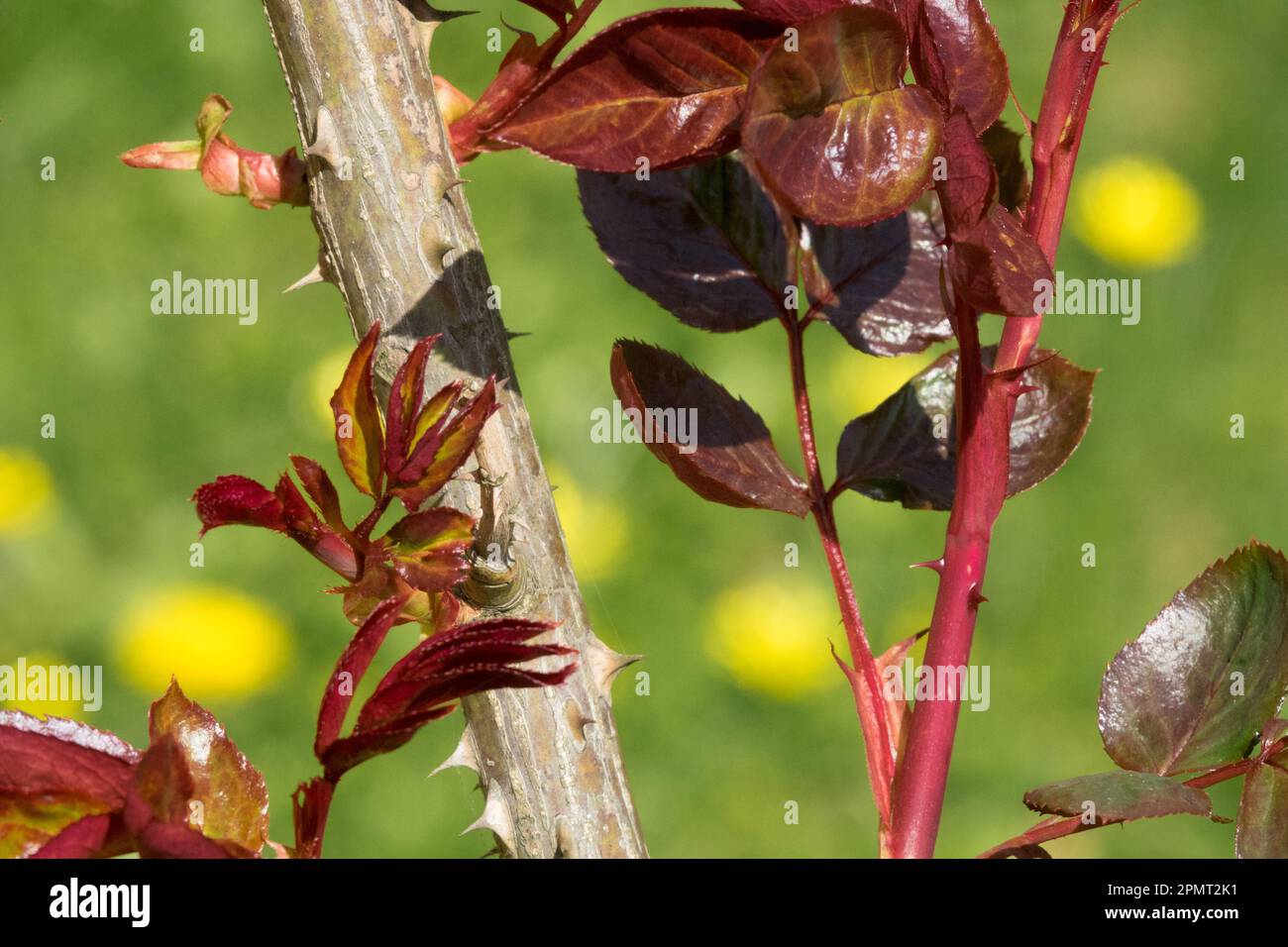 Cespuglio di rosa, germogli, rosa, germogli su Branch Foto Stock