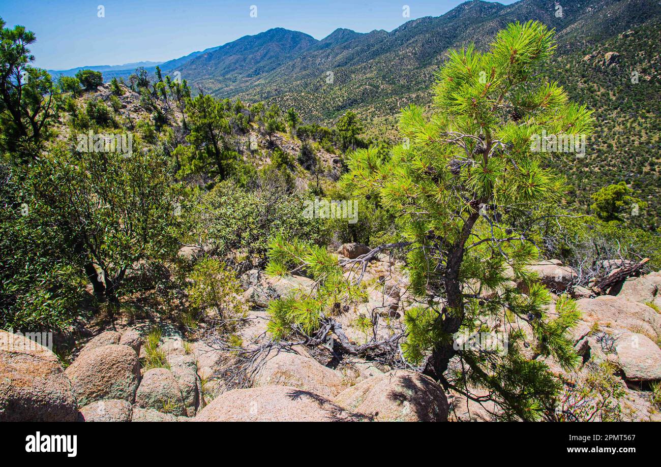 Expedition con multe científicos y conservacionistas. Alrededor de 50 personas (mex y usa) de las distintas disciplinas de las ciencias biológicas y personal de la Reserva Forestal Nacional y Refugio de Fauna Silvestre AJOS-BAVISPE a cargo la Conanp, Partieron esta mañana de Cananea hacia la Sierra Buenos Aires para realizar la Madrean Diversity Expedition (MDE) donde los especialistas en aves, plantas y demás faunal realizan investigación con fines científicos Madrean Diversity Expedition (MDE )en Sierra Buenos Aires en Bacoachi sonora Messico*** ©Foto: LuisGutierrrez/NortePhoto Foto Stock