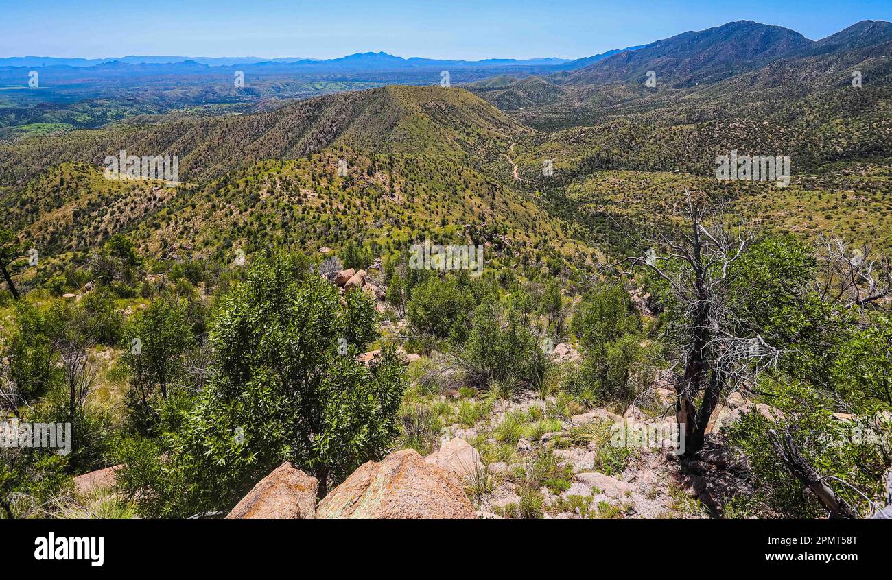 Expedition con multe científicos y conservacionistas. Alrededor de 50 personas (mex y usa) de las distintas disciplinas de las ciencias biológicas y personal de la Reserva Forestal Nacional y Refugio de Fauna Silvestre AJOS-BAVISPE a cargo la Conanp, Partieron esta mañana de Cananea hacia la Sierra Buenos Aires para realizar la Madrean Diversity Expedition (MDE) donde los especialistas en aves, plantas y demás faunal realizan investigación con fines científicos Madrean Diversity Expedition (MDE )en Sierra Buenos Aires en Bacoachi sonora Messico*** ©Foto: LuisGutierrrez/NortePhoto Foto Stock