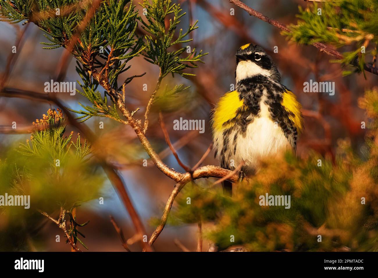 Maschio giallo-rumped Warbler alla prima luce durante la migrazione di primavera Foto Stock