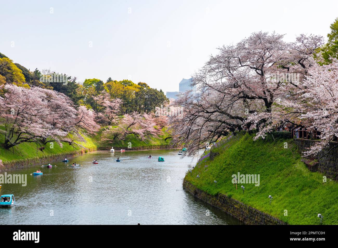 Tokyo Giappone 2023 aprile, la gente che osserva la fioritura dei ciliegi  di hanami dalle barche nel parco di Chidorigafuchi a Tokyo, Giappone Foto  stock - Alamy