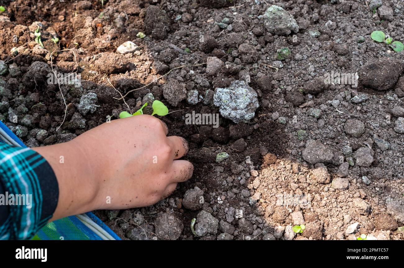 Primo piano Farmer femmina pianta germoglio con la lattuga verde in terreno fertile. Per il concetto di agricoltura vegetale biologica. Foto Stock