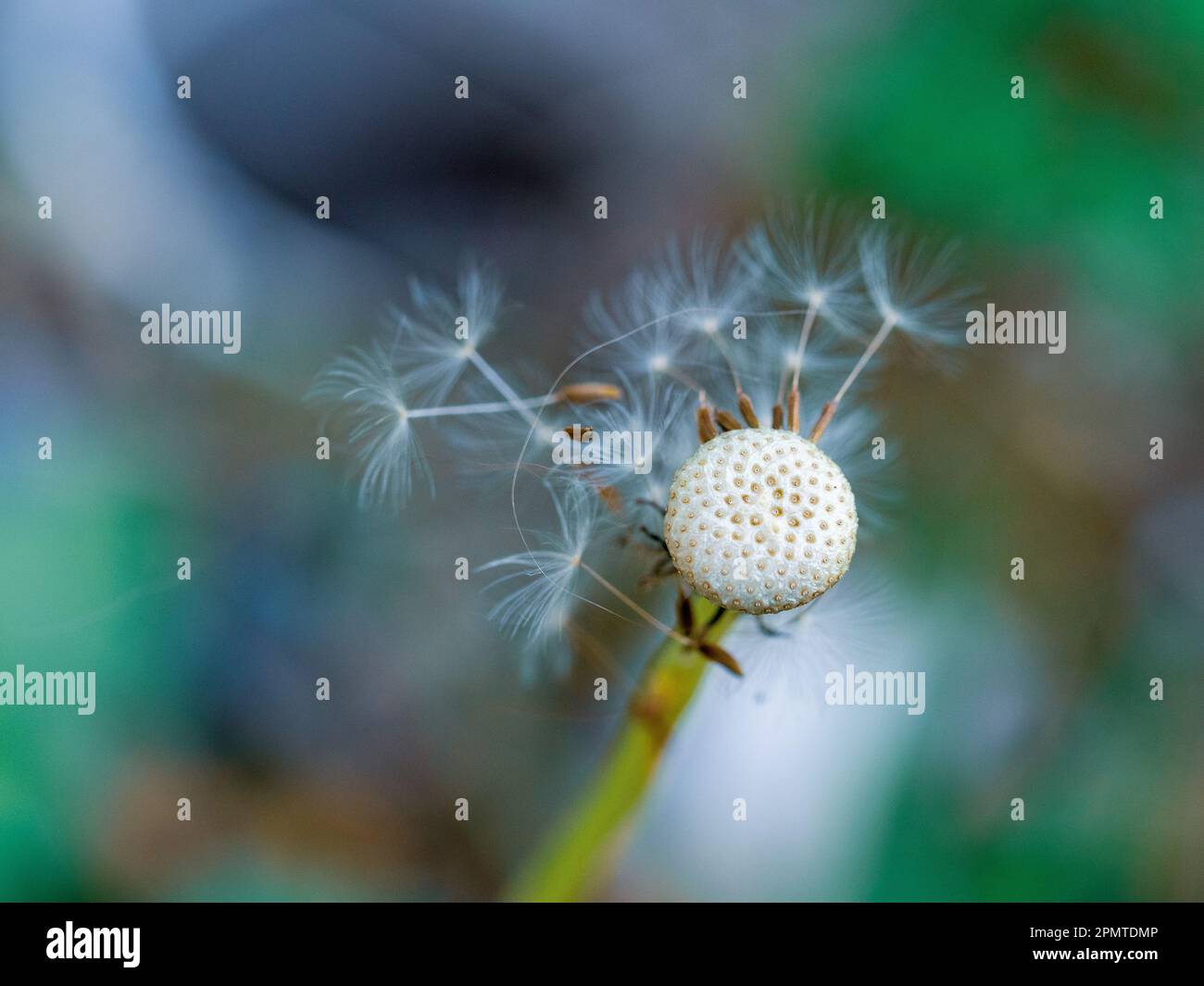 Dandelion è andato a semina, solo pochi soffici pappus bianco con semi secchi rimangono attaccati, il resto soffiato via dal vento, sfondo multicolore Foto Stock