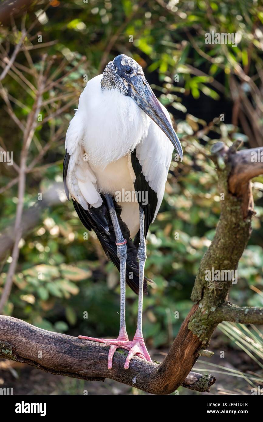 La cicogna di legno (Mycteria americana) è un grande uccello guado americano. Si trova in habitat subtropicali e tropicali nelle Americhe, Foto Stock