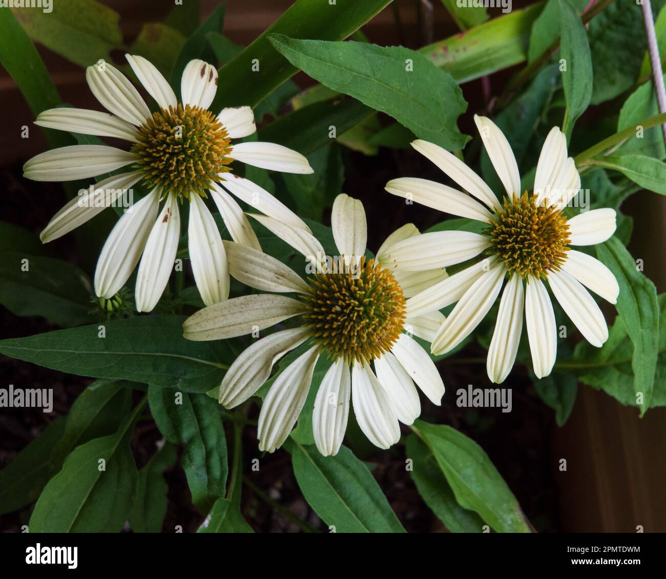 Tre fiori di cono, echinacea, petali di giallo limone pallido Foto Stock