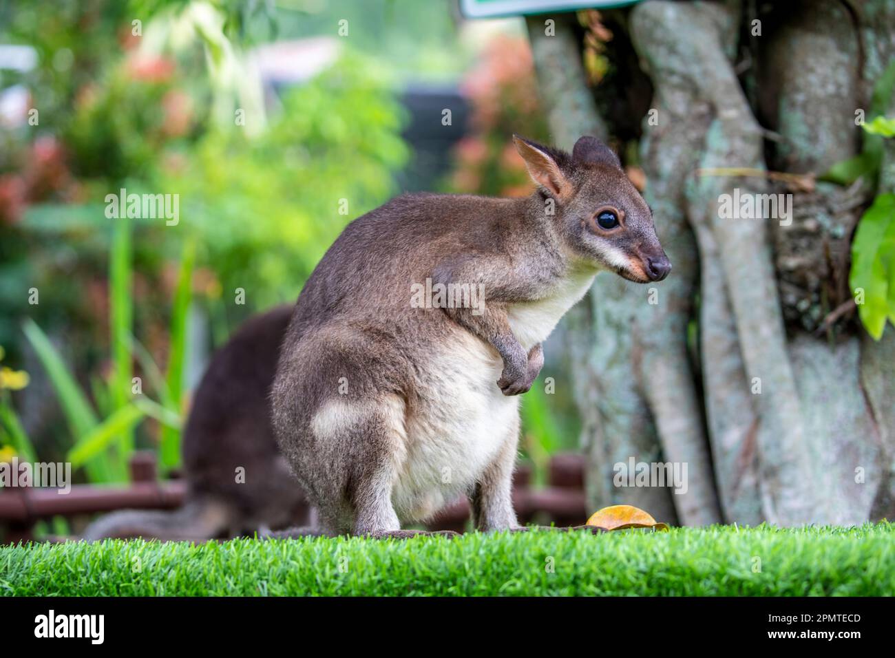 La foto del wallaby crepuscolo (Thylogale brunii). Una specie di marsupiale della famiglia Macropodidae. Si trova nelle isole Aru e Kai Foto Stock