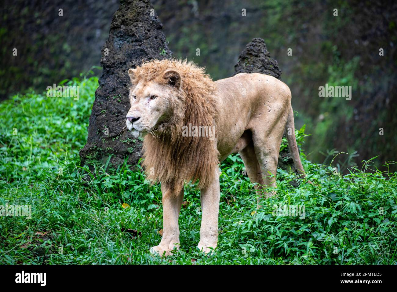 Il leone bianco è una rara mutazione di colore del leone, in particolare il leone dell'Africa australe. I leoni bianchi non sono albini. Foto Stock