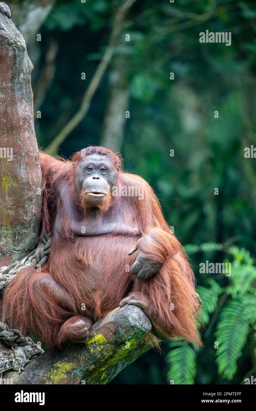 Un orangutan borneano femminile grasso rimane solo. Specie in pericolo critico, con deforestazione, piantagioni di olio di palma e caccia Foto Stock