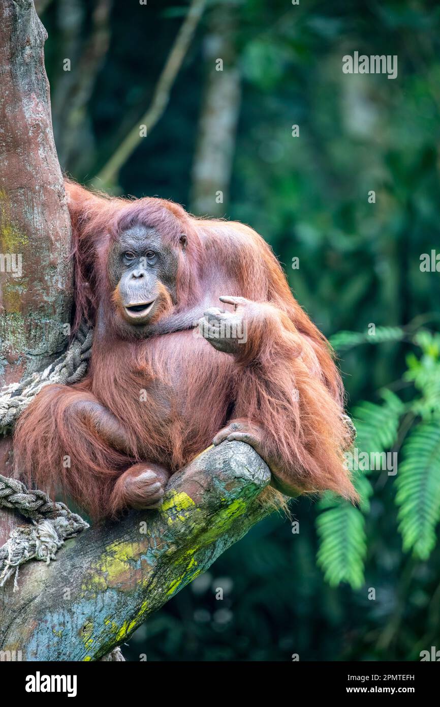 Un orangutan borneano femminile grasso rimane solo. Specie in pericolo critico, con deforestazione, piantagioni di olio di palma e caccia Foto Stock