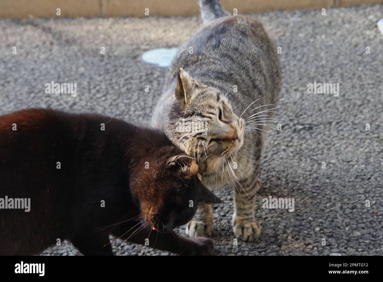 Due gatti che giocano l'uno con l'altro Foto Stock