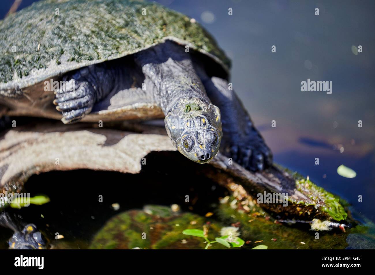 Primo piano di una tartaruga Matamata Foto Stock