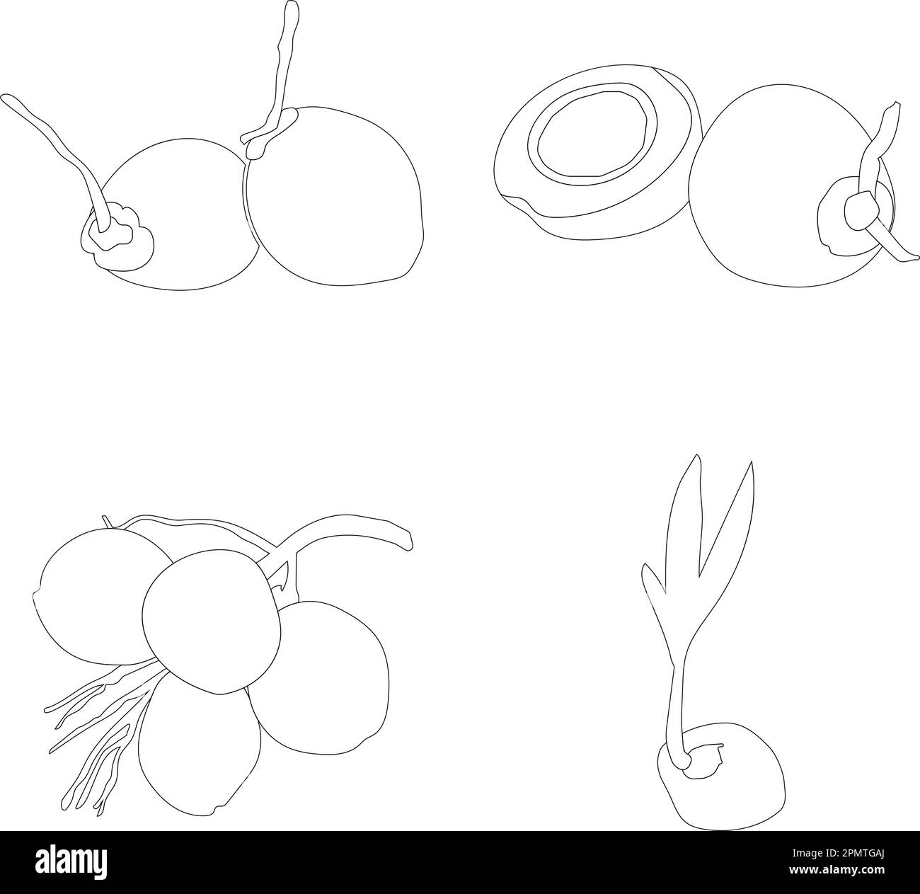 icona di frutta di cocco disegno di illustrazione vettoriale Illustrazione Vettoriale